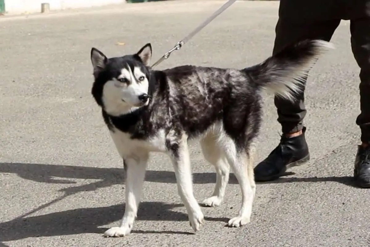 سگ‌گردانی در کرمان ممنوع شد