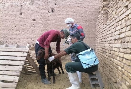 اردوی جهاد دامپزشکی در شهرستان اشکذر