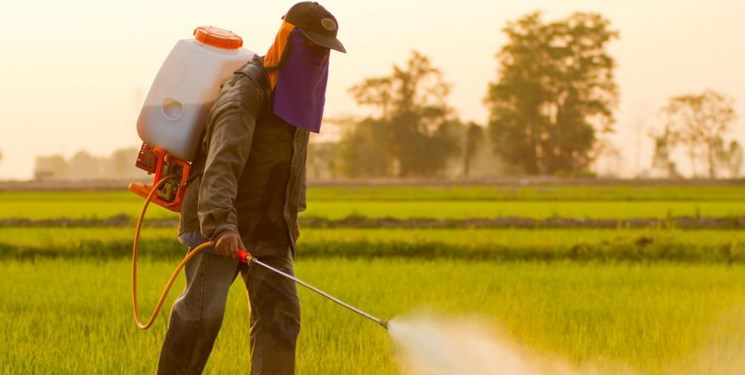 انرژی هستهای به کمک تولیدات کشاورزی و اصلاح بذر میآید انرژی هستهای به کمک تولیدات کشاورزی و اصلاح بذر میآید