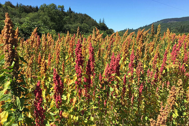 کرمان از تولید کنندگان بزرگ کینوا