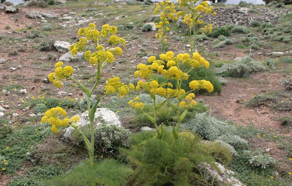 کاشت گیاه آنغوزه در ابرکوه