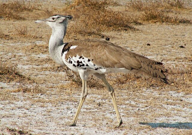 نقش کلیدی زیستگاه‌های مرکزی ایران در چرخه مهاجرت و بقای هوبره آسیایی