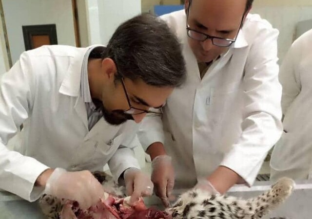 محیط زیست کرمان علت مرگ توله پلنگ‌های پارک ملی خبر را اعلام کرد