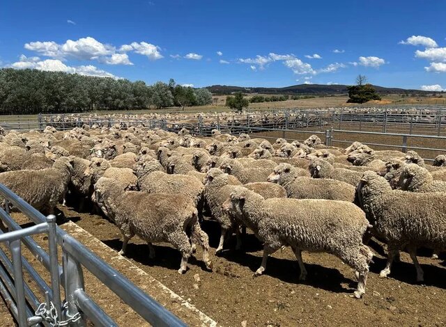بهره‌برداری از فاز نخست یک مگافارم دام سبک در مهریز