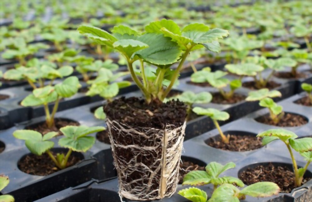 ساخت گلخانه تولید بذر و نهال استاندارد گیاهان دارویی در مهریز یزد