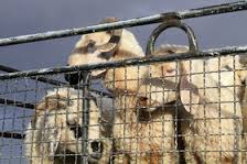 توقیف 62 دستگاه خودرو و موتورسیکلت هنجار شکن در مدت 24 ساعت/دستگیری سارق 106 راس احشام در ابرکوه توقیف 62 دستگاه خودرو و موتورسیکلت هنجار شکن در مدت 24 ساعت/دستگیری سارق 106 راس احشام در ابرکوه