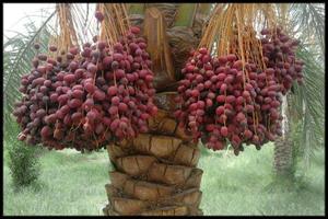 برگزاری جشن خرما در مجموعه تفرجگاهی آبشار بافق برگزاری جشن خرما در مجموعه تفرجگاهی آبشار بافق