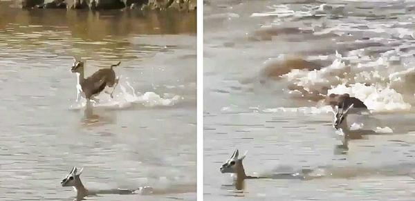 فداکاری آهوی مادر برای نجات جان بچه‌اش (فیلم)