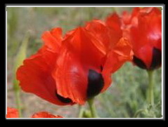 گزارش تصويری دشت شقايق های زرد و قرمز -جنگل باغ شادی هرات(3نظر) گزارش تصويری دشت شقايق های زرد و قرمز -جنگل باغ شادی هرات(3نظر)