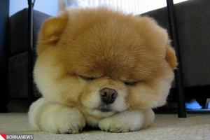 تصویری : معروف ترین سگ دنیا