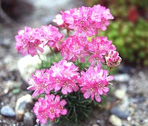 معرفی گل و گیاه:آرمریا-Armeria Juniperifolia معرفی گل و گیاه:آرمریا-Armeria Juniperifolia