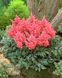 معرفی گل و گیاه:آستیلب ارغوانی- Astilbe Purpulamze معرفی گل و گیاه:آستیلب ارغوانی- Astilbe Purpulamze