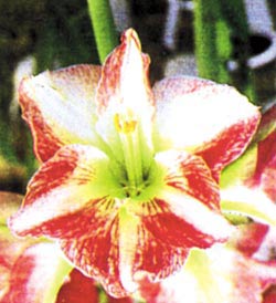 معرفی گل و گیاه:آماریلیس-Hippeastrun معرفی گل و گیاه:آماریلیس-Hippeastrun