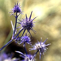 معرفی گل و گیاه: ارینژیوم: Eryngium x oliverianum معرفی گل و گیاه: ارینژیوم: Eryngium x oliverianum