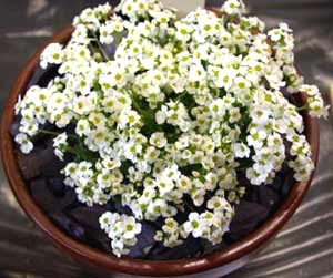 معرفی گل و گیاه: ازمكی سفید: Draba dedeana معرفی گل و گیاه: ازمكی سفید: Draba dedeana