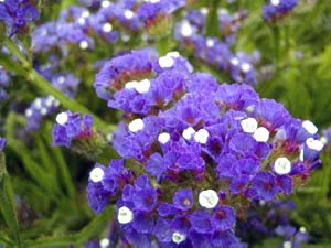 معرفی گل و گیاه: استاتیس: Limonium Sinuatum معرفی گل و گیاه: استاتیس: Limonium Sinuatum