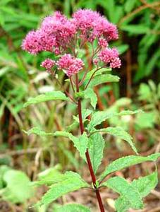 معرفی گل و گیاه:اوپاتوریوم: Eupatorium Purpureum معرفی گل و گیاه:اوپاتوریوم: Eupatorium Purpureum