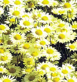معرفی گل و گیاه:بابونه زرد: Anthemis tinetoria معرفی گل و گیاه:بابونه زرد: Anthemis tinetoria