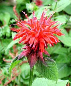 معرفی گل و گیاه:برگاموت: Monarda Cambridge Scarlet معرفی گل و گیاه:برگاموت: Monarda Cambridge Scarlet
