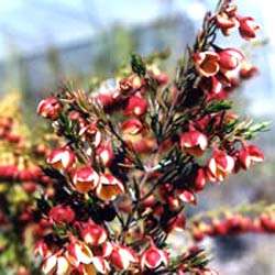 معرفی گل و گیاه:بورونیا: Boronia megastigma معرفی گل و گیاه:بورونیا: Boronia megastigma