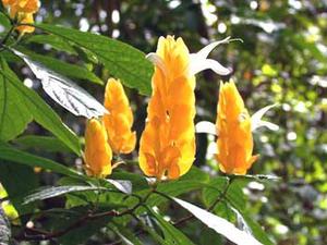 معرفی گل و گیاه:پاچی استاچی: Pachystachys lutea معرفی گل و گیاه:پاچی استاچی: Pachystachys lutea