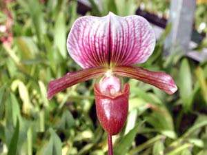 معرفی گل و گیاه:پافیوپدیلوم (ارکیده): Paphiopedilum Lyric Glendora معرفی گل و گیاه:پافیوپدیلوم (ارکیده): Paphiopedilum Lyric Glendora