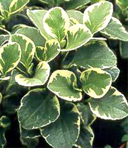 معرفی گل و گیاه:پپروسیا ابلق: Peperomia obtusifolia معرفی گل و گیاه:پپروسیا ابلق: Peperomia obtusifolia