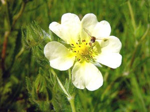 معرفی گل و گیاه:پنج انگشت: Potentilla معرفی گل و گیاه:پنج انگشت: Potentilla