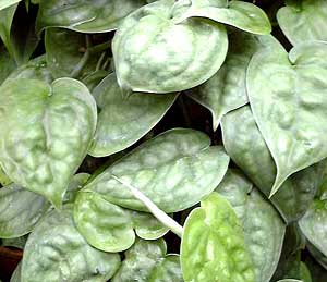 معرفی گل و گیاه:پوتوس ابلق: Scindapsus areereus معرفی گل و گیاه:پوتوس ابلق: Scindapsus areereus