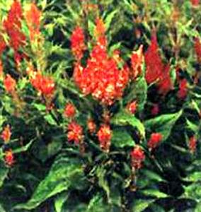 معرفی گل و گیاه:تاج خروس رشتهای: Celosia cristata Fairy Fountains معرفی گل و گیاه:تاج خروس رشتهای: Celosia cristata Fairy Fountains