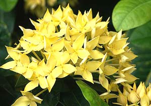 معرفی گل و گیاه:تاج خروس رشتهای زردی: Celosia argentea Century Yellow معرفی گل و گیاه:تاج خروس رشتهای زردی: Celosia argentea Century Yellow