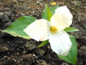 معرفی گل و گیاه:تریلیوم: Trillium grandiflorum معرفی گل و گیاه:تریلیوم: Trillium grandiflorum