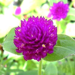 معرفی گل و گیاه:تکمهای: Gomphrena globosa معرفی گل و گیاه:تکمهای: Gomphrena globosa