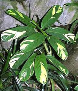 معرفی گل و گیاه:ته نانته (نوعی مارانتا): Ctenanthe lubbersiana معرفی گل و گیاه:ته نانته (نوعی مارانتا): Ctenanthe lubbersiana