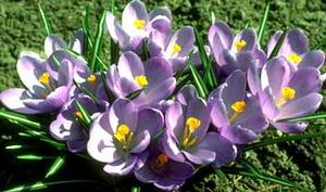 معرفی گل و گیاه:زعفران زینتی: Crocus vernus Queen of the Blues