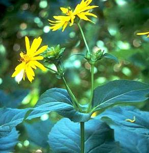معرفی گل و گیاه:          سیلفیوم: perfoliatum Silphium