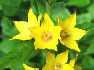 معرفی گل و گیاه/        علف بیدی: Lysimachia punctata