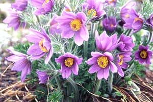 معرفی گل و گیاه >>>>>> گل بادلرزان: Pulsatilla vulgaris